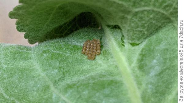 яйцекладка