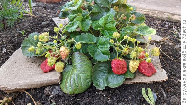 Елизавета 2