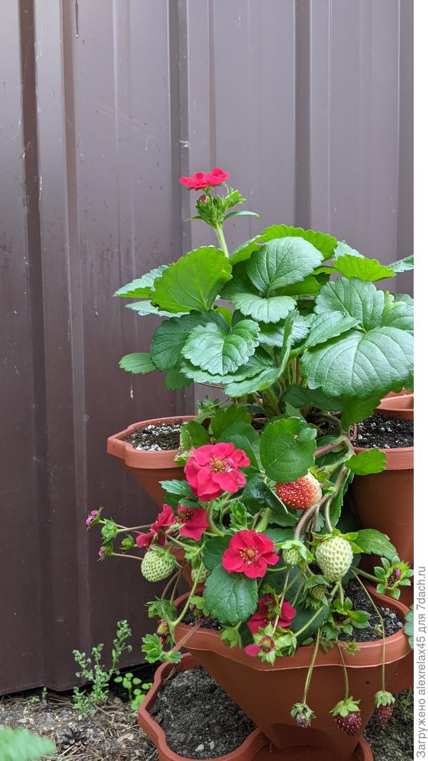 Саммер Бриз  радует глаз. Но она в тени. Может быть это помогает ей выглядеть поприличнее других.