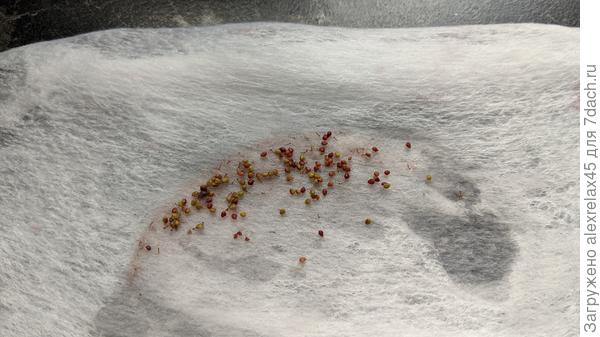 Кропотливо отделял от ягодок по одному. Затем в воду. Оставлял только утопленников, всплывших в утиль.