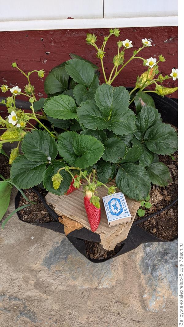 Вот что получилось. Сегодня будем дегустировать.