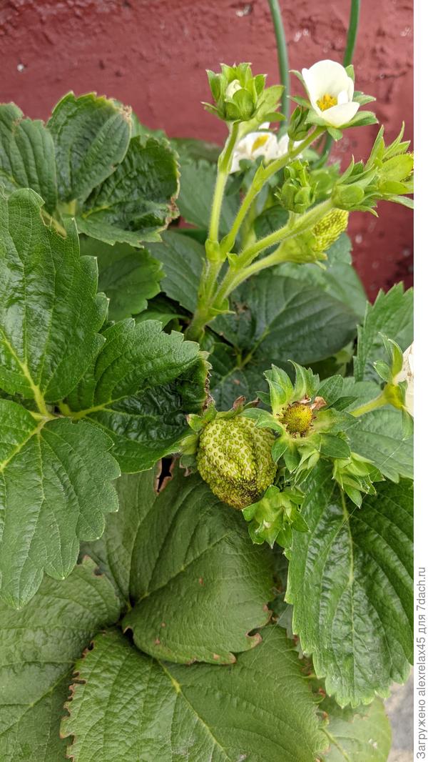 Хадемар капризен в выращивании из семян. На всех кустиках вот такая форма ягодок.