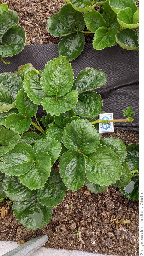 Вот тоже Кабрилло. Такой мощный ус обязательно буду прикапывать.