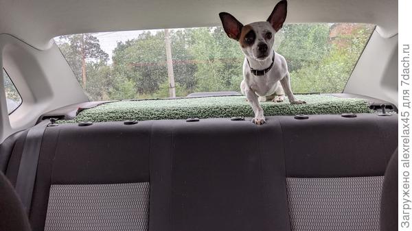 Безуспешно пытался уговорить животное спуститься. Спасла мамочка, вовремя вернувшаяся из магазина.