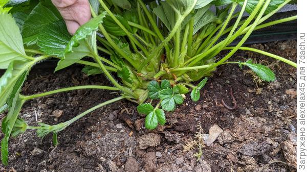 Мальга успела размножить рожки.