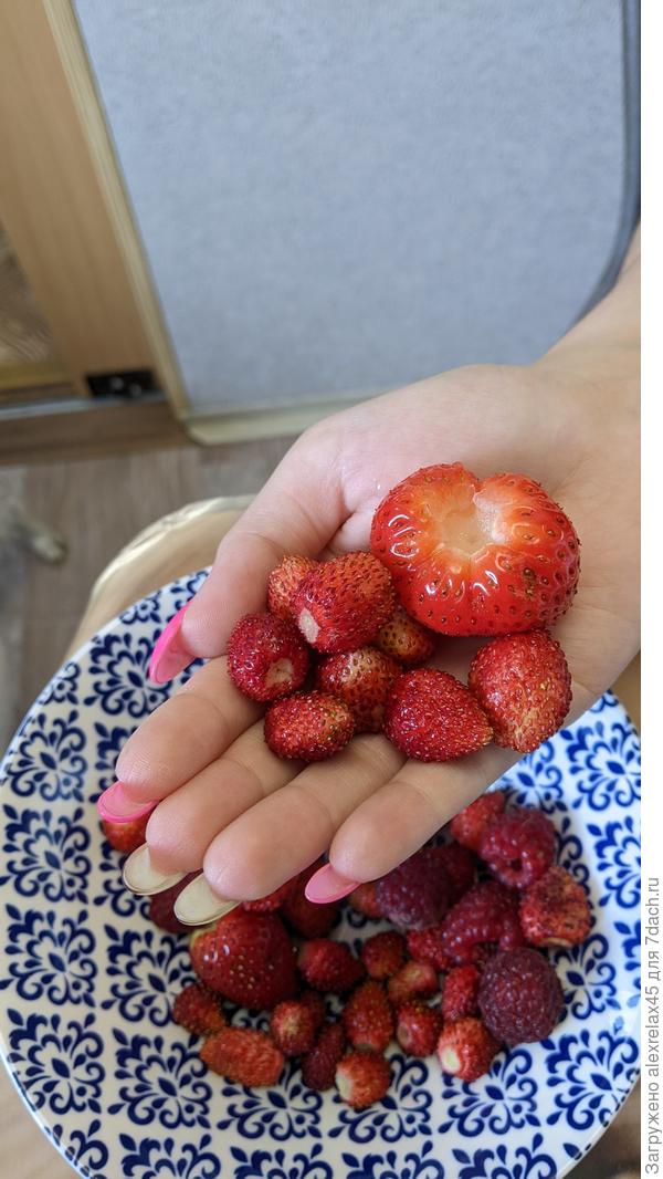 Не совсем созревшая ( дочка пришла, нарвали, что уж было ) ягодка Хадемара в соседстве с начавшим плодоношение Али - Бабой, который высаживал в прошлом году в начале осени. ягодка