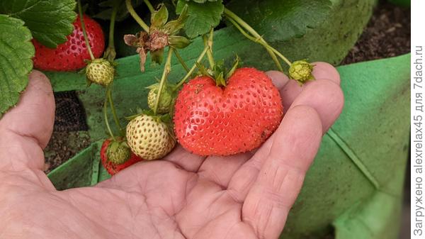 Хадемар : очень плохо всходит из семян, но сладкий. Всего 3 кустика, жду усы.