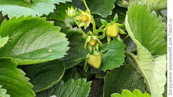 Глянцевый лист Флер не перепутаешь с другими сортами. Интересно то, что получил завязи спустя 6-7 месяцев после посева семян ( правда только на двух кустиках из дюжины ), что немного озадачивает. Про потерю ремонтантности нейтралов читал, а про приобретение таковой КСД - сортами не слышал. Но.... что уж есть, ягода отличается &amp;quot;приплюснутой конусовидностью&amp;quot;, да и лист легко отличим от ремонтантов. Жду созревания.