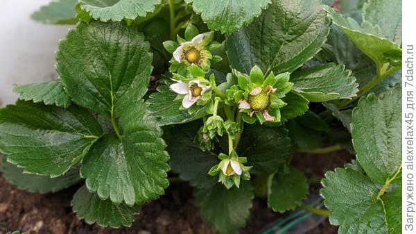 Очень хотел получить рассаду Мурано, т.к. хвалят его за хороший вкус. Но очень склонен к перекрестному опылению в отличие от Кабрилло, у которого поудалял все усы. В условиях уральского климата на вызревание Кабрилло надежды нет. Будем посмотерь, как перезимует.