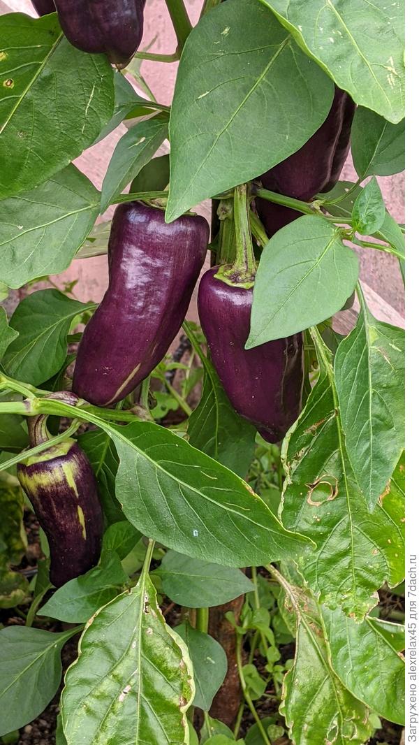 Сгоревший и чудом спасенный