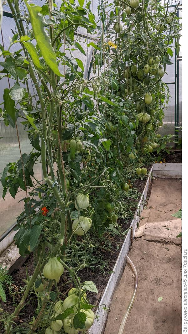 Ощипанные женой помидоры.... и откуда силы берут ...