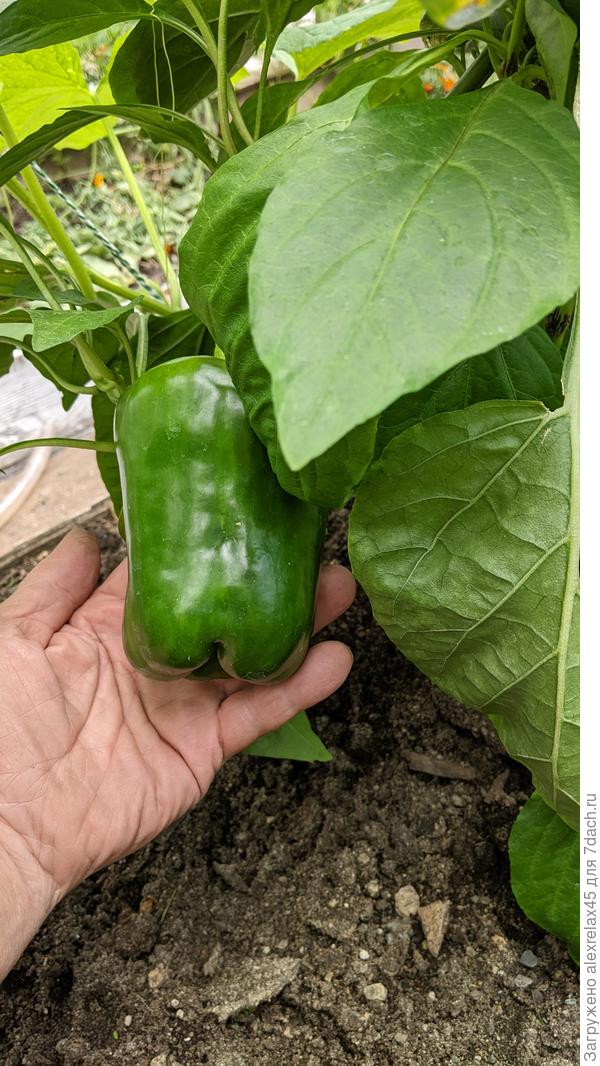 Ещё растёт, блин..... скоро с полкило будет