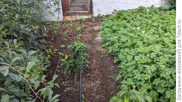 Вот так уже получше. Землянику высадил только позавчера, сразу провел каплю. Не у всех есть такая возможность.... а у кого есть - делайте и не пожалеете.