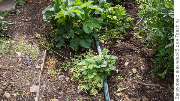 Ещё одна Елизавета.