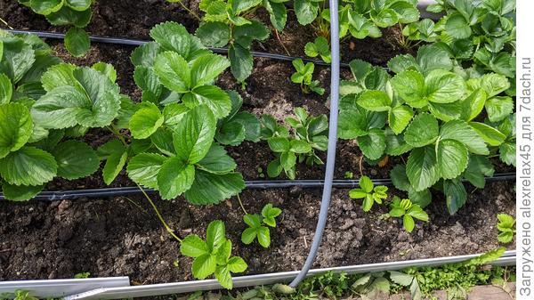 Элиани из "фриго" посередине