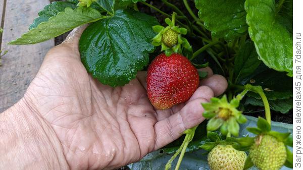 Мальгу ещё не пробовал, дозревает. Говорят, что кислятина. Жду ещё немного.