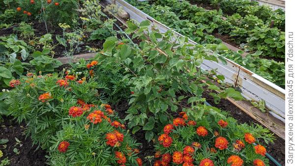 Замерзший зимой абрикос выбросил спящую почку, решил дать второй шанс.