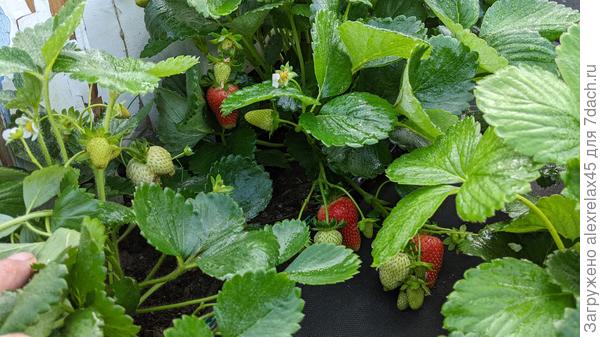 Жду первые ягодки от НСД - сортов. Пробовал первую ягодку Мурано - вполне себе ничего