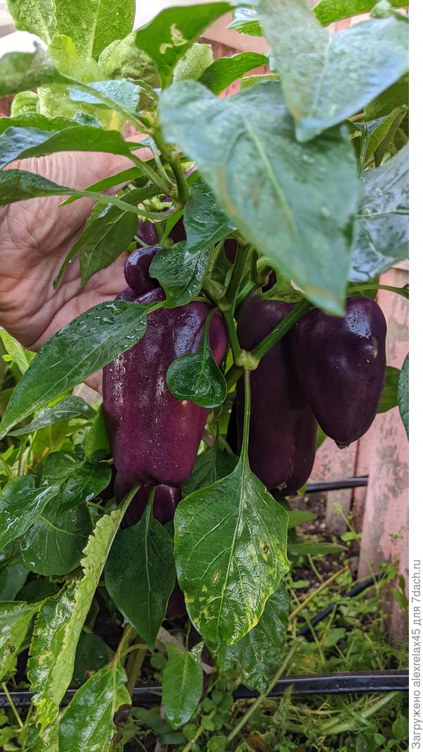 Почти засохший в начале летней жары перчик реанимирован притенением и поливом