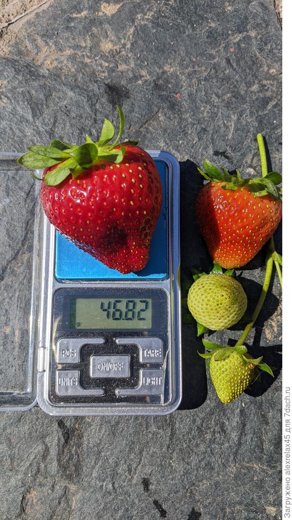 Мальга . Посев семенами 22.12.2022 г. По вкусу ИМХО поинтереснее моих КСД-сортов. Кислинки меньше, добавления сахара не просит. Присутствует своя нотка во вкусе.