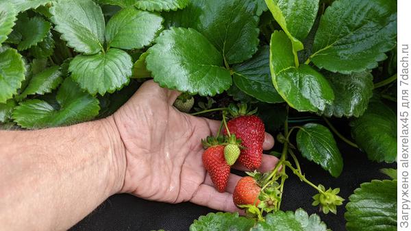 С этого кустика "Мурано" пробовал пару довольно увесистых ягодок, вкус понравился.