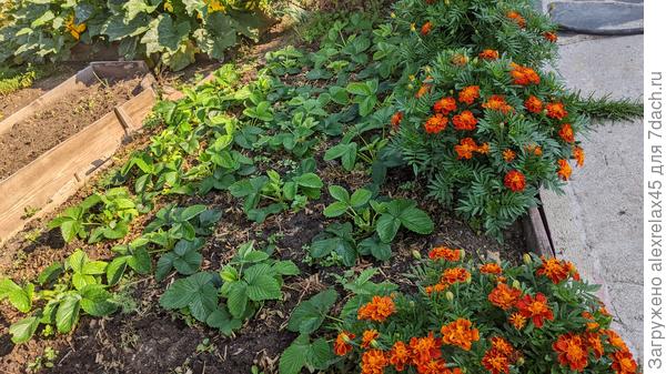 Вот эти детки с того же кустика "Купчихи"