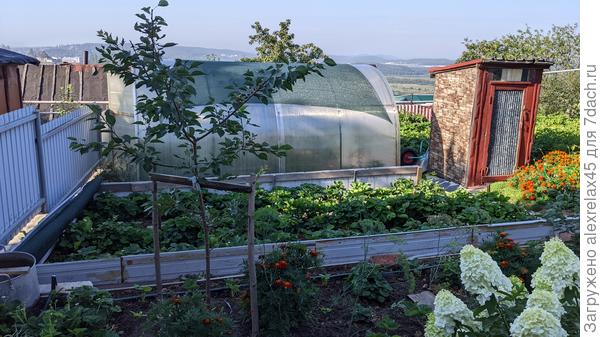 Чудом выживший ( долго отходил после зимовки ) абрикосик немного подрезал. Этой зимой укутывать не буду.