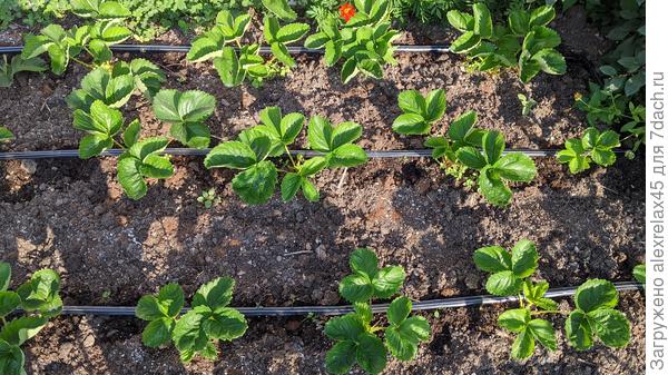 Верхний ряд - детки от кустика Флер. Очень похожи на кустики из усов от Азии и Элиани в двух других рядах, которые получены от мамочек из фриго. Немного морщинятся листики - это не клещик.  Скорее всего кальций не успевает за быстрой &quot;вегой&quot; кустиков.