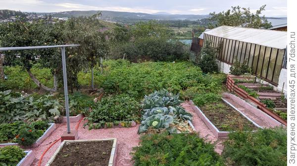 Вот так выглядит ботва на настоящее время.