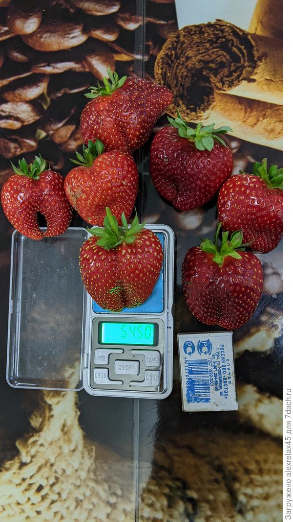 Кабрилло обновил весовой рекорд среди собранных мной ягодок.