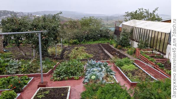 Грядочка справа участка 1м.х10м. под два ряда землянички на 50-60 кустиков