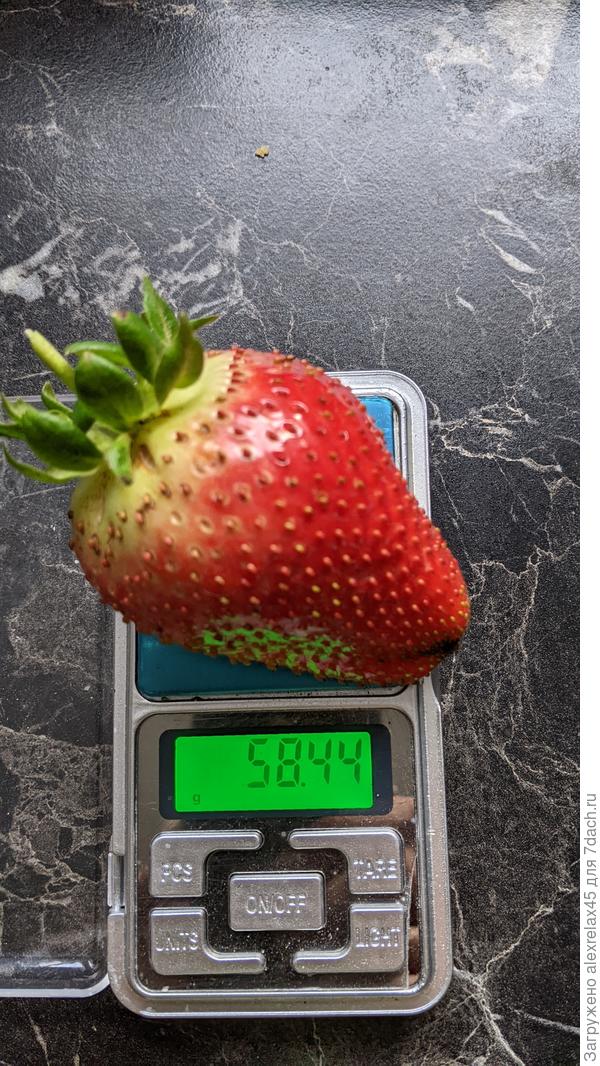 Снял недозревшую ягоду Кабрилло пока споры не прилетели. Лучше уж такую, чем гнилую.