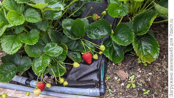 При на грядке есть относительно сухие места