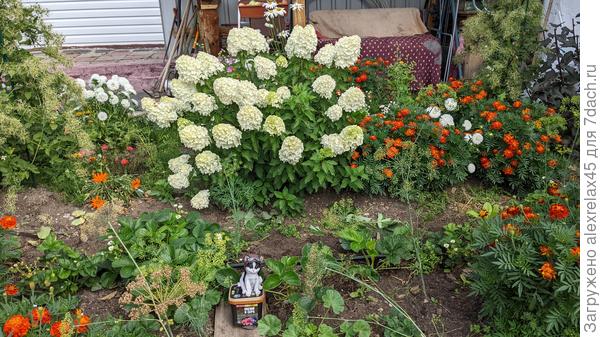 Цветочки только начинают приобретать розовато-фиолетовый оттенок.