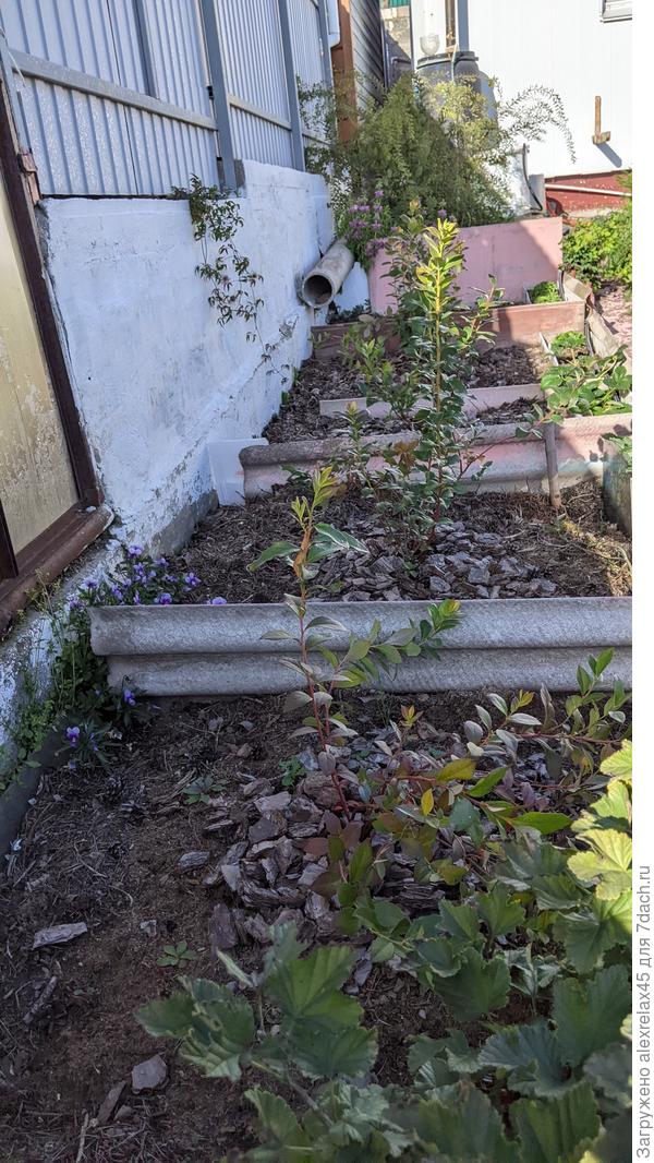 Голубика после подкормки Бона форте тянется к небу. Скоро буду "нагибать". В смысле : пришпилю скобами ближе к опаду, на зиму накину спанбонд. Сейчас не кормлю. Есть монофосфат калия, но не очень уверен, что микориза голубики подружится с фосфором.