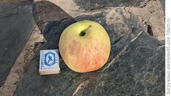 Вот же... а то на дереве не с чем сравнить. Смотрю и "слюни глотаю". Завтра в стоматологическую клинику... Если там не подведут - обязательно погрызу....