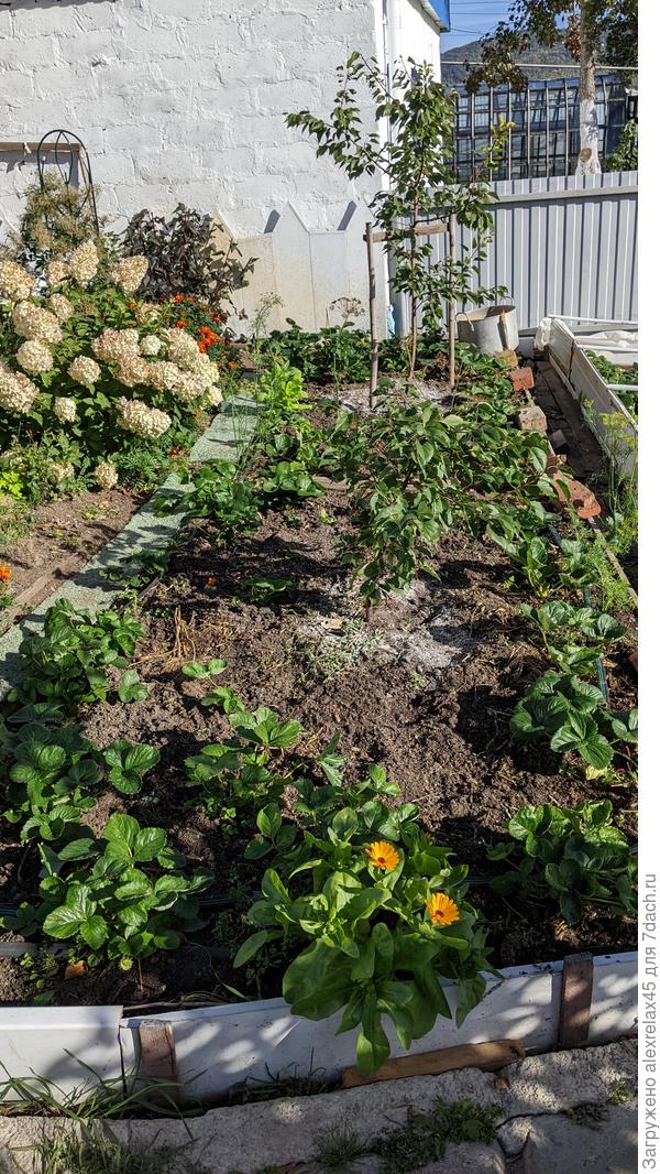 Два абрикосика в клубничке. Ближний прошедшей зимой замерз... переусердствовал с укутыванием. Кое-что отрастил из спящей почки. Этой зимой укутывать не буду. Ну, если только корневую шейку прикрою пластиковыми бутылками. Пусть сами справляются.... "кто не спрятался - я не виноват"