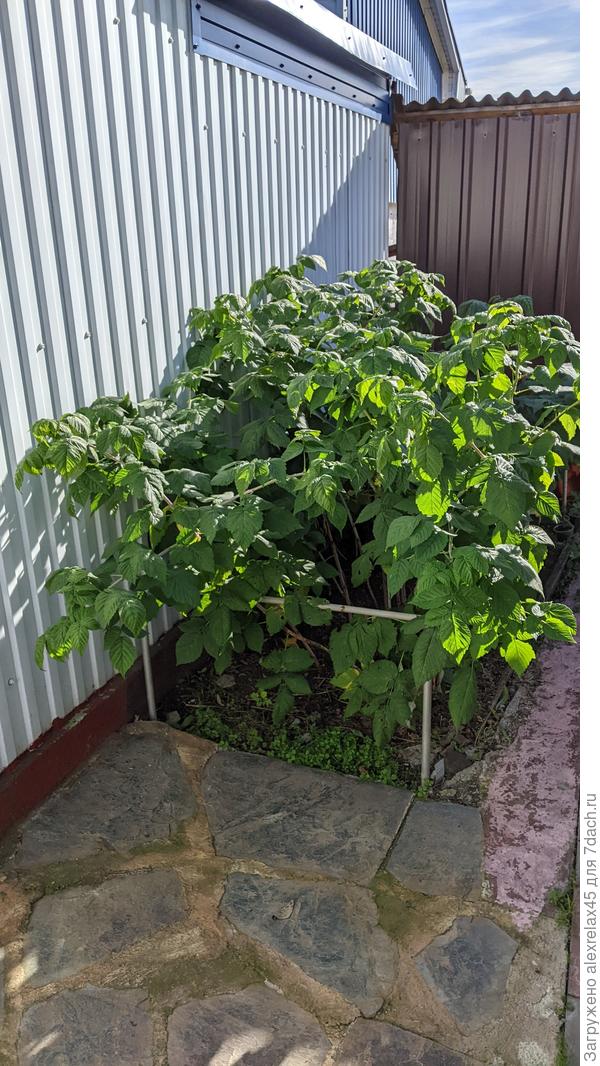 На маленький "малинничек" во дворе напали мелкие желтые бабочки. Все листики в дырочках были. Устала, бедняжка, ягодок сейчас не дает. В это время всегда были. Кустики немного разогнал подкормками. Будем посмотреть - может, в следующем сезоне что получится.