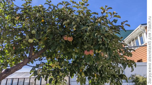 Яблочки в этом году удивляют своим размером.