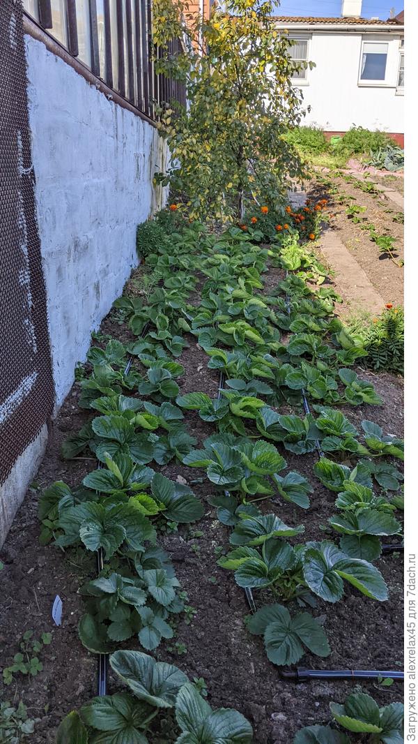 А то получится, как с черешней, которая была перед терновником. Теперь её место заняла клубничка. Терновник долго наливал плоды, пока не пошли затяжные дожди. После дождей плодики просто "взорвало". Часть уцелевших собрал. Остальные оставил висеть, о чем потом сильно пожалел. Добирал уже после того, как сильно поработала "серая гниль" - урок на будущее. Правда, такого на терновнике ещё не было.