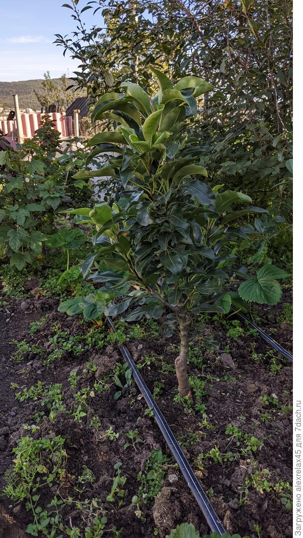 С колоновидной грушкой пока не решил, скорее всего укутаю дышащим спанбондом... она такая малюсенькая.