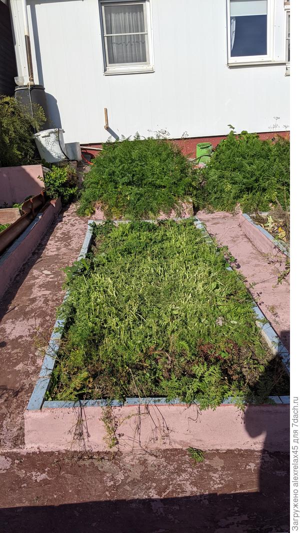 Фацелию на грядке скосил триммером. Пускай "минерализуется", потом перекопаю.