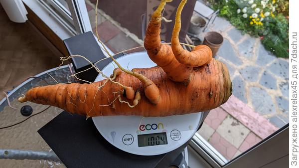 Соврал маленько, выкопала тёща ( мамой её зову ). Я только "шрайбикусом" немного поработал.