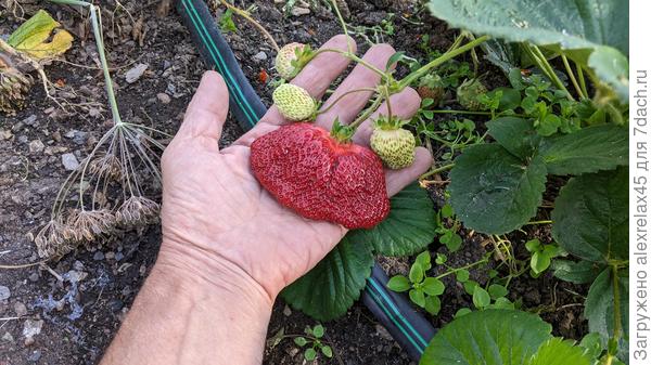 Второй кустик подсушил, он долго не раскрывал себя. А в августе выдал вот такую ягодку.