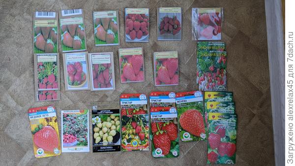 Вот из этой кучки все магазинные можно сразу в топку. Сейчас в ОГ как результат всего этого - два замученных кустика. Ягодка кубани - всхожесть 30-50 %. Результат выше в моем обзоре.