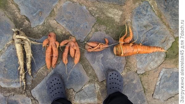 А вот и сам "натурморт".  Пока я тут шрайбикусом подрабатывал, бедная тёща лопатой выкапывала эту килограммовую ре.... фу...морковку