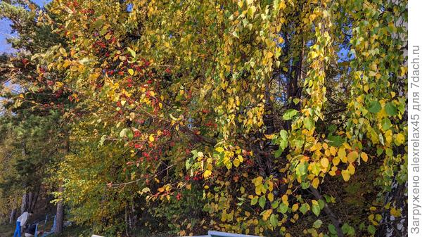 Желтой листвы ещё немного