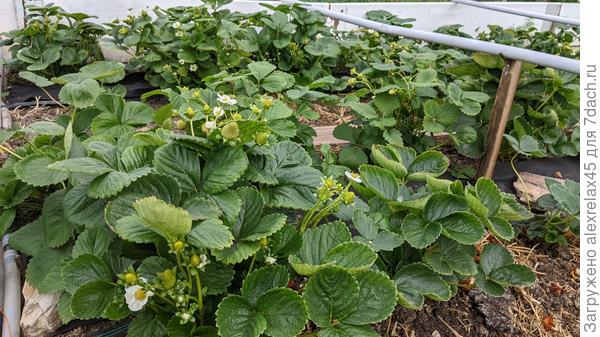 Вот эти кустики у меня много чего перенесли. Летний зной, потом проливные дожди, после которых серая гниль заставила отказаться от урожая. Капитальная обрезка и обработка фунгицидом... Теперь смотрю на них и &quot;репу чешу&quot; - &quot;успеют-не успеют-успеют-не успеют&quot;. Как в том анекдоте, когда мужик ногу закинул... Очередная головоломка для Наташи Новиковой.