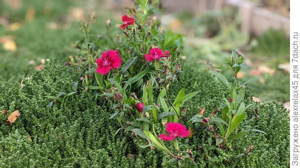 Остатки былой роскоши