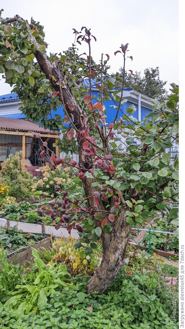 По цвету листьев прививка отличается. Прикрутил на саморез старую ветку, чтобы не сломало ветром. Макушки летом подрезал. На яблоне каждую зиму убираю старые ветви. Разрастутся молодые побеги - спилю и тот, что идёт слева. Пока держу немного баланс с корневой системой, чтобы &amp;quot;совсем не загнулась&amp;quot;.